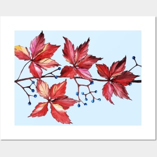 red leaves of wild grapes with blue berries Posters and Art